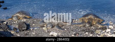 Trois Tortues De Mer Verte Hawaïennes Se Baignent Sur La Plage Banque D'Images