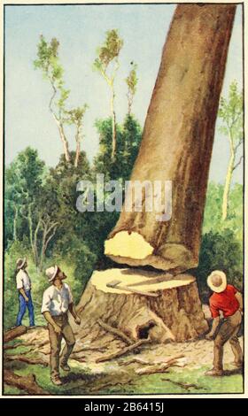 Illustration des travailleurs forestiers abattant un arbre kauri en Nouvelle-Zélande, à partir d'un ensemble d'affiches scolaires utilisées pour les études sociales, c 1930 Banque D'Images