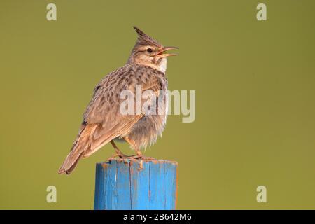 Lark créné (Galerida cristata) assis sur un poste bleu, lac Neusiedl, Burgenland, Autriche Banque D'Images