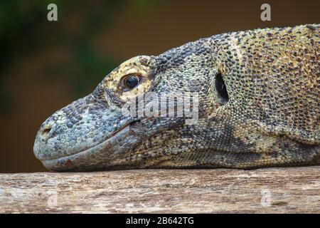 Komodo dragon ou Komodo dragon or (Varanus komodoensis), portrait, vue latérale, captif, parc zoologique de la ferme des alligators St. Augustine, St. Augustine Banque D'Images