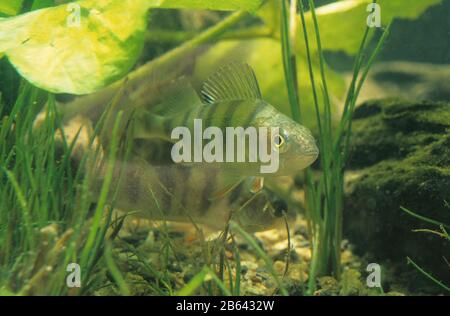 Perchaude européenne, (Perca fluviatilis), captive, France Banque D'Images