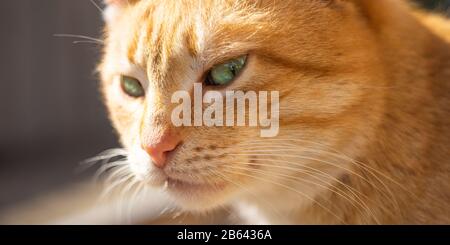 Chat de gingembre mignon avec yeux verts. Portrait PET extérieur. Banque D'Images