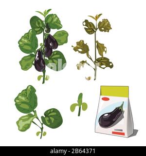 Ensemble de stades de vie d'une aubergine de plantes agricoles isolée sur fond blanc. Emballages en papier pour le stockage de semences. Gros plan de la bande dessinée vectorielle Illustration de Vecteur