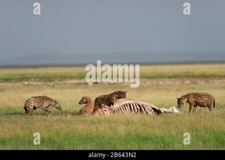 Hyena tachetée, Crocuta crocuta aussi connu sous le nom de riant hyena nourrir sur Hippo tuer, Afrique Banque D'Images