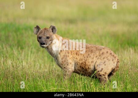 Hyena tachetée, Crocuta crocuta aussi connue sous le nom d'hyène riant, Afrique Banque D'Images