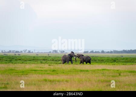 Lutte Pour L'Éléphant, Parc National D'Amboseli, Afrique Banque D'Images