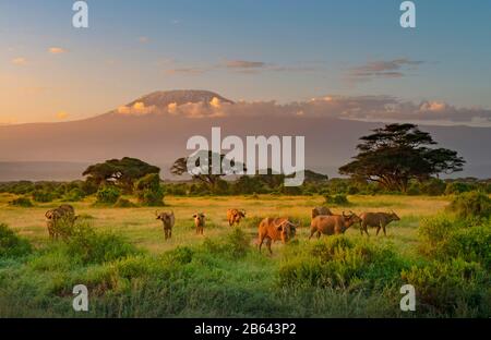 Mont Killimandjaro, lumière Du Matin, Amboseli, Kenya Banque D'Images