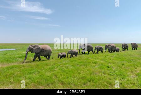Paquet Éléphant, Parc National D'Amboseli, Afrique Banque D'Images