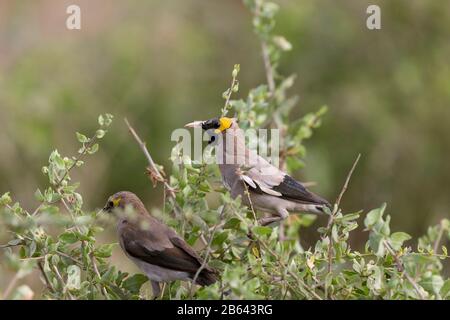 Mise en vedette, Creatophora cinerea, Masaimara, Afrique Banque D'Images