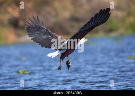 Aigle de poisson africain, vocifer Haliaetus, lac naivasha, Kenya, Afrique Banque D'Images