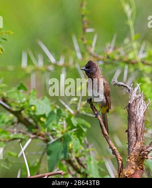 Bulbul Commun Africain, Pycnonotus Barbatus, Masai Mara, Afrique Banque D'Images