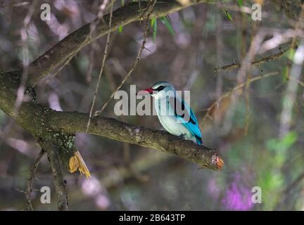 Woodland Kingfisher, Halcyon Senegalensis, Kenya, Afrique Banque D'Images