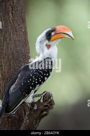 Jacksons Hornbill, Tockus Jacksoni, Kenya, Afrique Banque D'Images