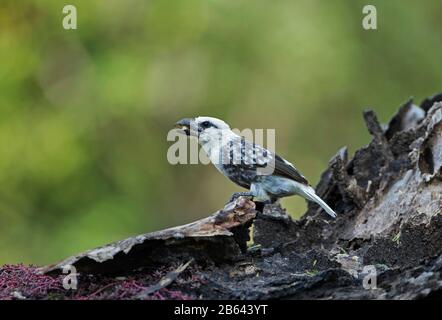 Barbet À Tête Blanche, Lybius Leucocephalus, Kenya, Afrique Banque D'Images