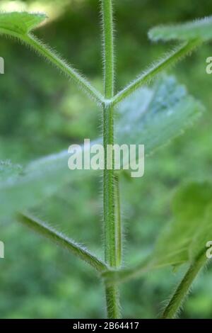 Stachys sylvatica - plante sauvage grenée en été. Banque D'Images