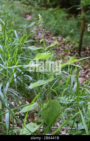 Stachys sylvatica - plante sauvage grenée en été. Banque D'Images