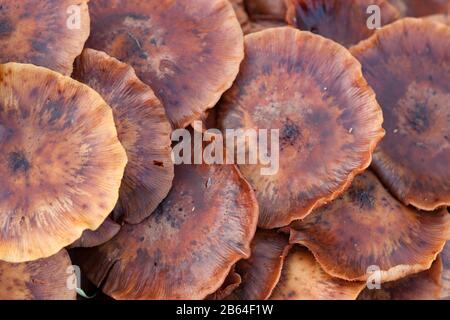 Champignons sauvages qui poussent sur le sol de la forêt Banque D'Images