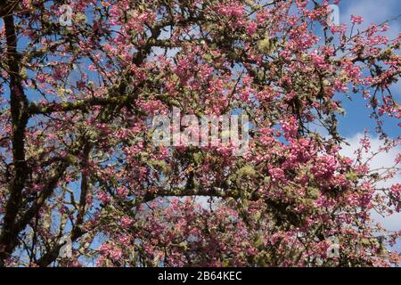 Winter Pink Blossom of an Ornamental Cherry Tree (Prunus 'Kursar') dans un Country Cottage Garden dans Rural Devon, Angleterre, Royaume-Uni Banque D'Images