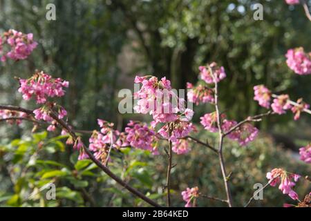 Winter Pink Blossom of an Ornamental Cherry Tree (Prunus 'Kursar') dans un Country Cottage Garden dans Rural Devon, Angleterre, Royaume-Uni Banque D'Images