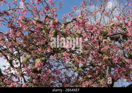 Winter Pink Blossom of an Ornamental Cherry Tree (Prunus 'Kursar') dans un Country Cottage Garden dans Rural Devon, Angleterre, Royaume-Uni Banque D'Images