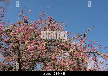 Winter Pink Blossom of an Ornamental Cherry Tree (Prunus 'Kursar') dans un Country Cottage Garden dans Rural Devon, Angleterre, Royaume-Uni Banque D'Images