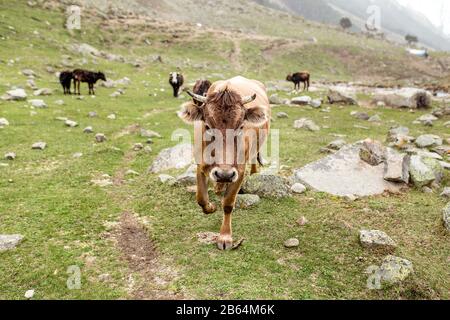 Un troupeau de vaches paissant sur un pré alpin soigné avec de l'herbe et des pierres luxuriantes. Le concept de l'élevage naturel Banque D'Images