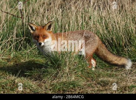 Renard rouge sauvage, Vulpes vulpes, chasse pour la nourriture dans un pré. Banque D'Images