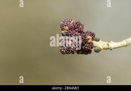 Les fleurs sur une branche d'un arbre des cendres, Fraxinus excelsior, dans les bois au printemps. Banque D'Images