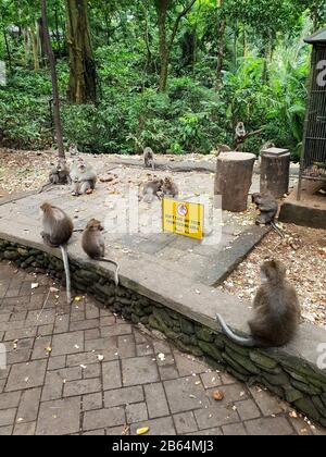 Troupe de macaques à queue longue, Monkey Forrest, Ubud, Bali, Indonésie Banque D'Images