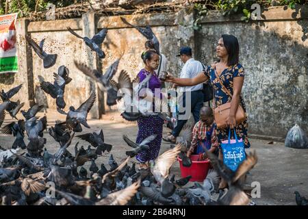 Une fille locale alimente des pigeons dans la rue de Yangon, Myanmar, Asie Banque D'Images