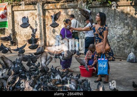 Une fille locale alimente des pigeons dans la rue de Yangon, Myanmar, Asie Banque D'Images