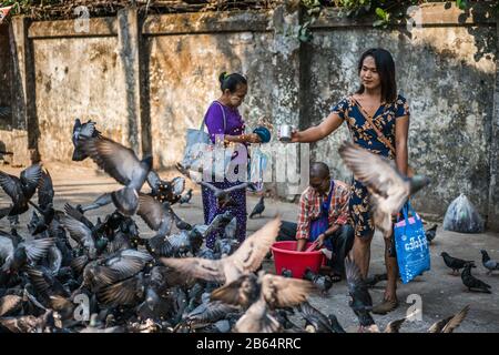 Une fille locale alimente des pigeons dans la rue de Yangon, Myanmar, Asie Banque D'Images