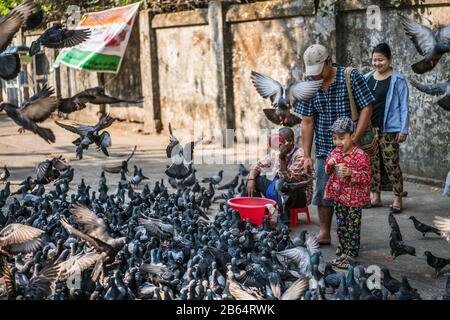 Une fille locale alimente des pigeons dans la rue de Yangon, Myanmar, Asie Banque D'Images