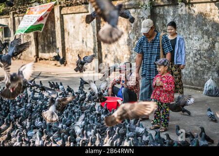 Une fille locale alimente des pigeons dans la rue de Yangon, Myanmar, Asie Banque D'Images