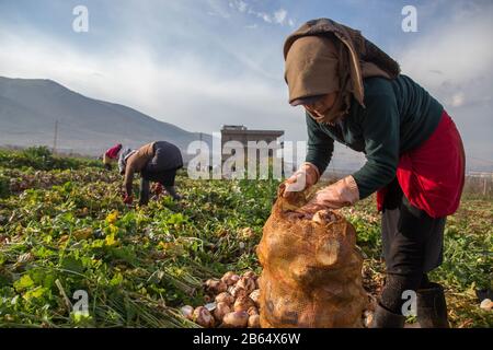 Une jeune fille de 13 ans choisit des radis dans une ferme.réfugiés syriens fuyant des travaux de guerre sur des fermes agricoles dans la vallée de la Bekaa pendant 15 heures par jour en été, gagnant un maximum de 8 $. Les chefs des camps (Shabish) où ils réfugiés les relient aux agriculteurs de la région. Banque D'Images