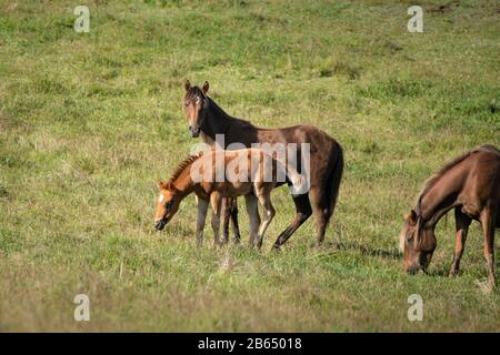 Kaimanawa chevaux sauvages mare et foal Banque D'Images