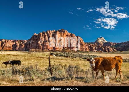 Vaches Dans Cave Valley, Cave Knoll, Plateau Inférieur De Kolob, Pine Valley Peak En Distance, Vue De Kolob Terrace Road, Zion National Park, Utah, États-Unis Banque D'Images