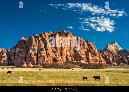 Vaches Dans Cave Valley, Cave Knoll, Plateau Inférieur De Kolob, Pine Valley Peak En Distance, Vue De Kolob Terrace Road, Zion National Park, Utah, États-Unis Banque D'Images