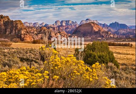 Floraison de rabbitbrush dans Cave Valley, Tabernacle Dome, West Temple et Mount Kinesava en dist, de Kolob Terrace Road, Zion National Park, Utah, États-Unis Banque D'Images