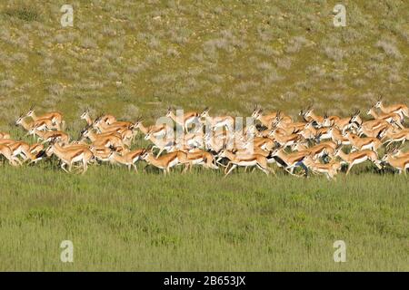 Springboks (Antidorcas marsupialis), troupeau, dans le lit de rivière Aob herbacé, Kgalagadi TransFrontier Park, Northern Cape, Afrique du Sud, Afrique Banque D'Images