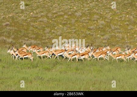 Springboks (Antidorcas marsupialis), troupeau, dans le lit de rivière Aob herbacé, Kgalagadi TransFrontier Park, Northern Cape, Afrique du Sud, Afrique Banque D'Images