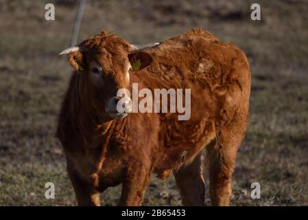 LUBANA, LETTONIE. 6 avril 2019. Vache brune sur le terrain près de la ferme à la campagne. Banque D'Images