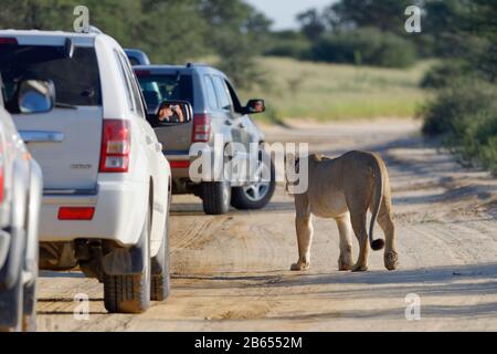 Lioness (Panthera leo), femme adulte, traversant une route de sable, au milieu de véhicules à traction intégrale, Kgalagadi TransFrontier Park, Northern Cape, Sou Banque D'Images