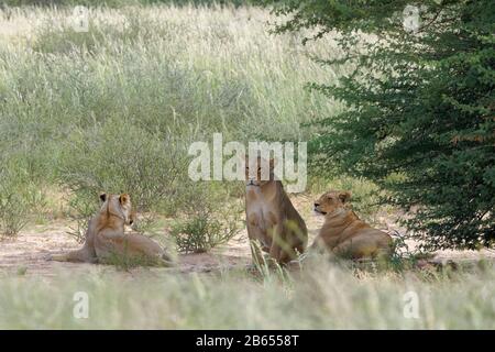 Lionesses (Panthera leo), trois femelles adultes, sur le sable, à l'ombre d'un arbre, Kgalagadi TransFrontier Park, Northern Cape, Afrique du Sud, Afrique Banque D'Images