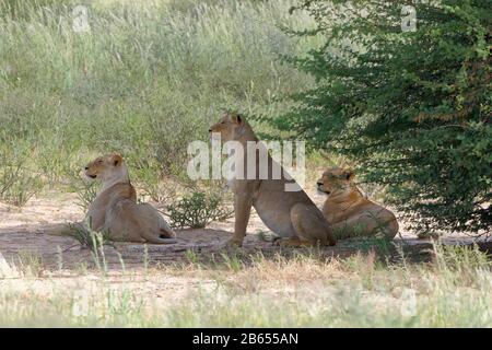 Lionesses (Panthera leo), trois femelles adultes, sur le sable, à l'ombre d'un arbre, Alert, Kgalagadi TransFrontier Park, Northern Cape, Afrique du Sud, Banque D'Images