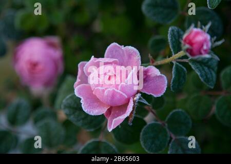 Rose anglaise rose arbuste, David Austin, Reine de Suède, dans le gel Banque D'Images