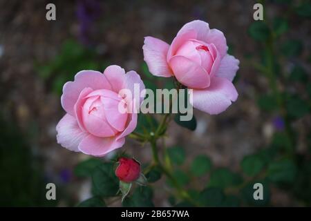 Rose anglaise rose arbuste, David Austin, Reine de Suède Banque D'Images