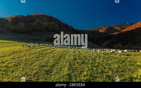 Troupeau de moutons sur un beau pré de montagne. Banque D'Images