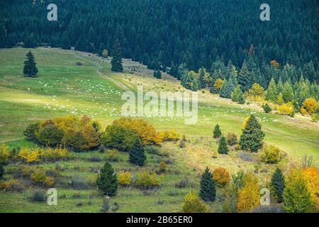 Troupeau de moutons sur un beau pré de montagne. Banque D'Images