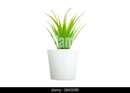L'aloe vera artificielle fleurs herbe isolée sur fond blanc gros plan. Banque D'Images